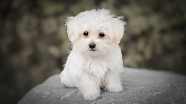 puppy